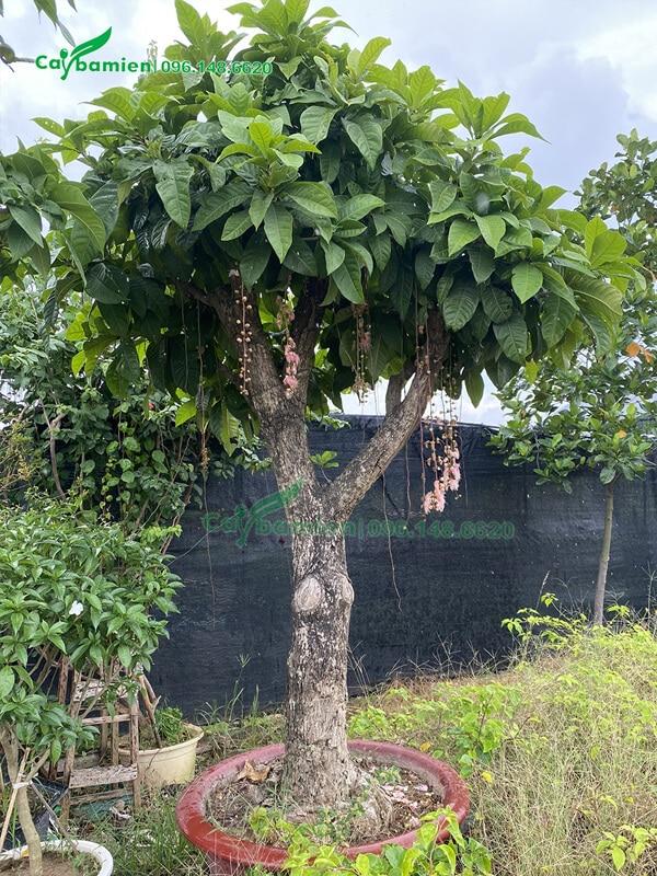 Cây lộc vừng cổ thụ với tán lá xanh tốt, ít rụng lá và những chùm hoa đỏ rực rỡ buông xuống, tạo bóng mát cho sân vườn.