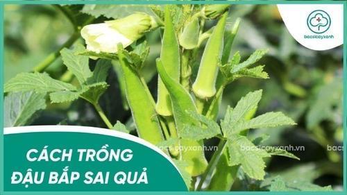Hạt phân NPK 20-20-15 màu trắng xanh trên nền lá lan xanh tươi