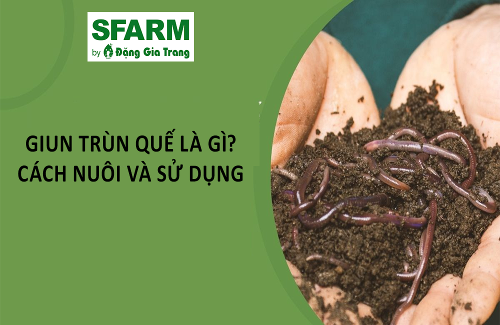 Phân trùn quế là gì và hình dáng thực tế của nó