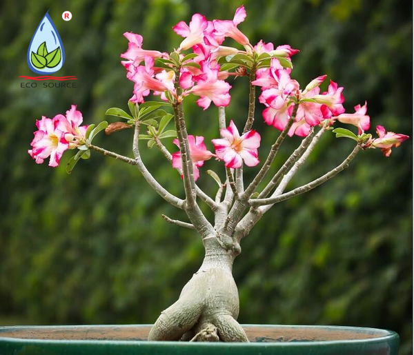 Phụ nữ đang bón phân hữu cơ vi sinh cho chậu lan đột biến trong vườn