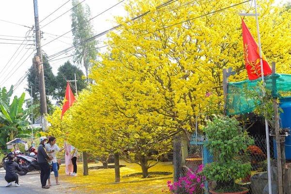 Một người phụ nữ đang cẩn thận chăm sóc chậu lan bằng phân hữu cơ sinh học, thể hiện sự tỉ mỉ trong việc bón phân để lan phát triển khỏe mạnh
