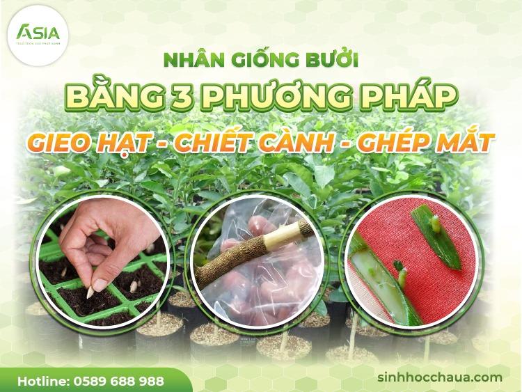 Hình ảnh cành cây đang được bó bầu để chiết, chuẩn bị nhân giống gốc ghép