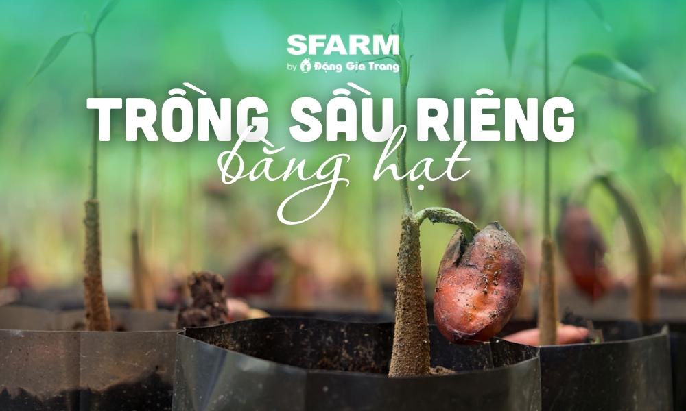 Hình ảnh cây sầu riêng gốc lớn đang cho quả chín vàng