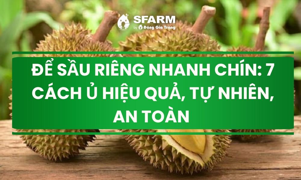 Hình ảnh quả sầu riêng đang được ủ trong một lớp trấu dày, giúp chín nhanh và đều tại nhà