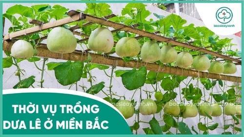 Nông dân trồng dưa chuột vào tháng mấy ở miền Bắc, vụ Xuân Hè phù hợp nhất cho năng suất cao