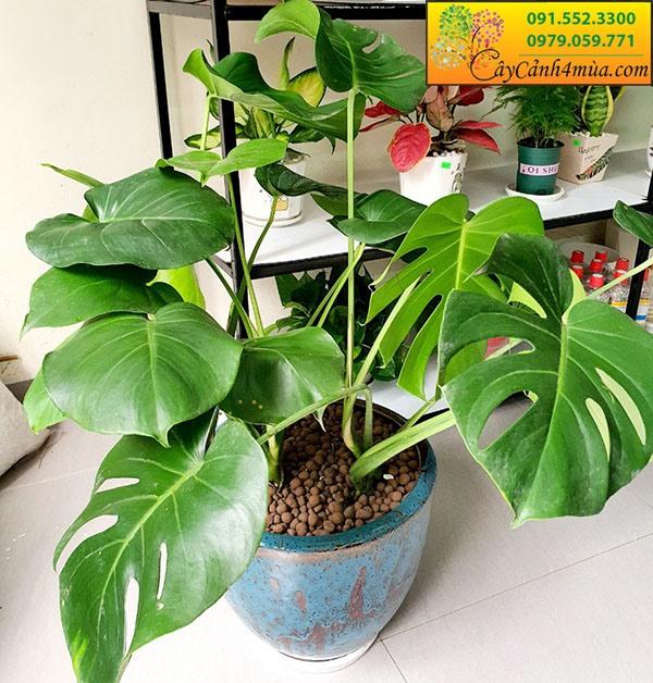 Trầu bà Nam Mỹ Monstera Deliciosa lá xẻ lớn, cây cảnh hot trang trí nội thất hiện đại