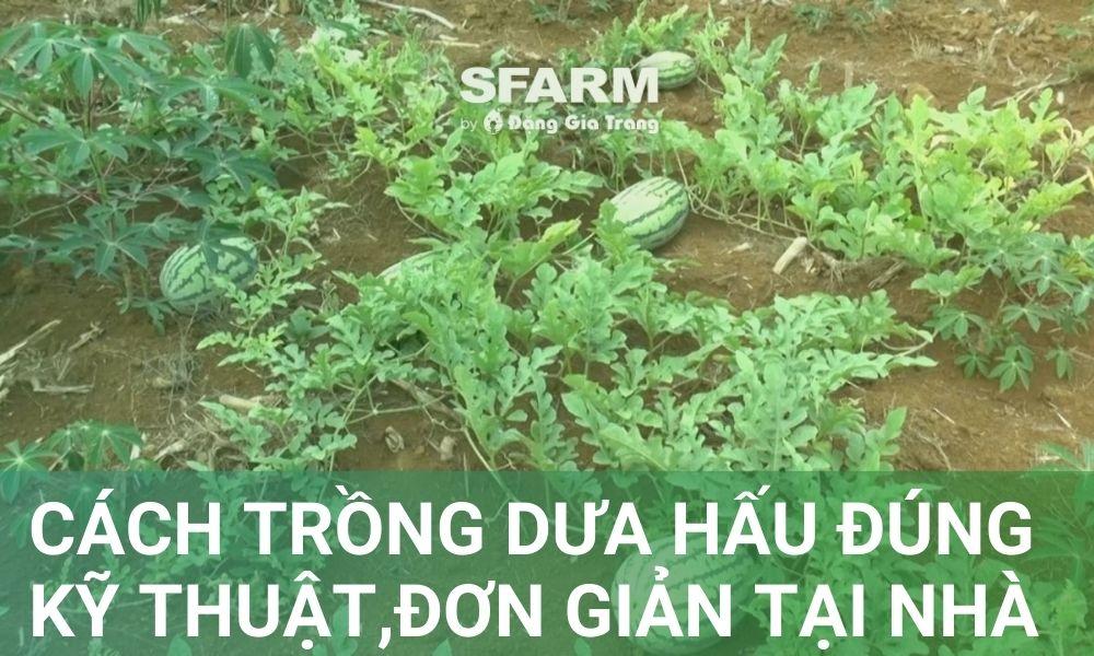 Hướng dẫn cách trồng dưa hấu tại nhà đơn giản, hiệu quả cho vụ mùa bội thu