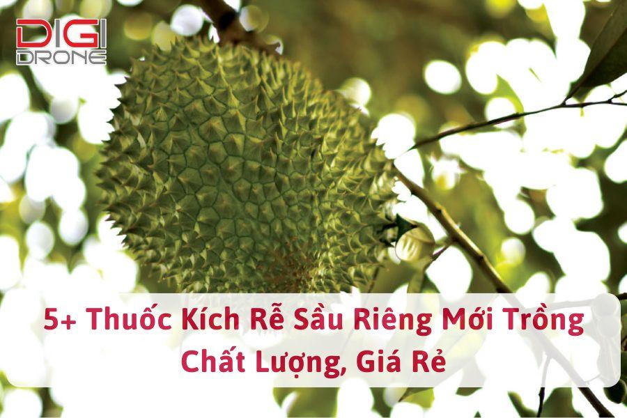 Tự chế thuốc kích rễ cho cây lan đột biến phát triển khỏe mạnh, rễ bám chắc chắn vào giá thể