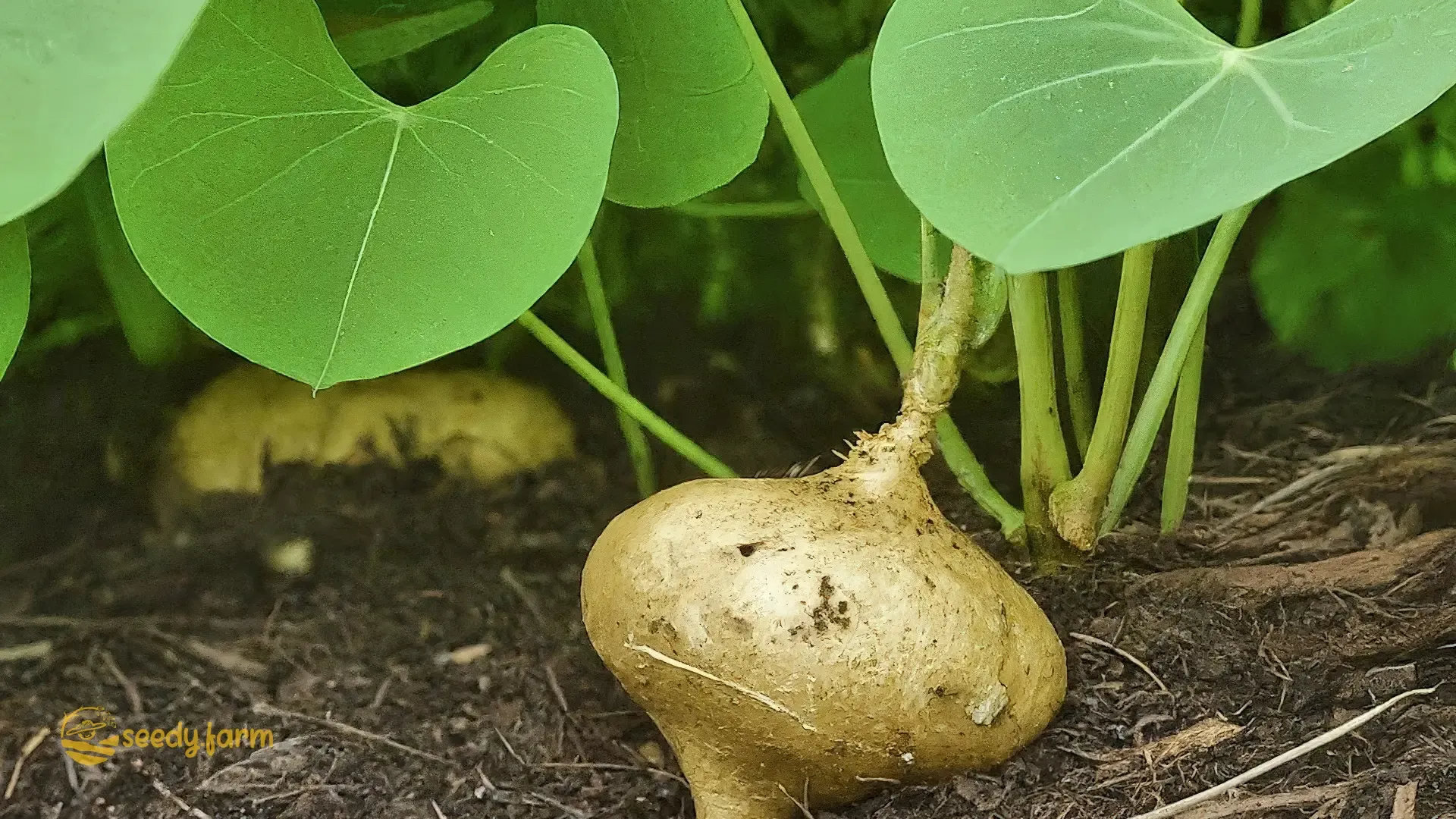 Một người nông dân đang tưới cây một cách cẩn thận sau khi bón lót, thể hiện sự quan tâm đến cây trồng