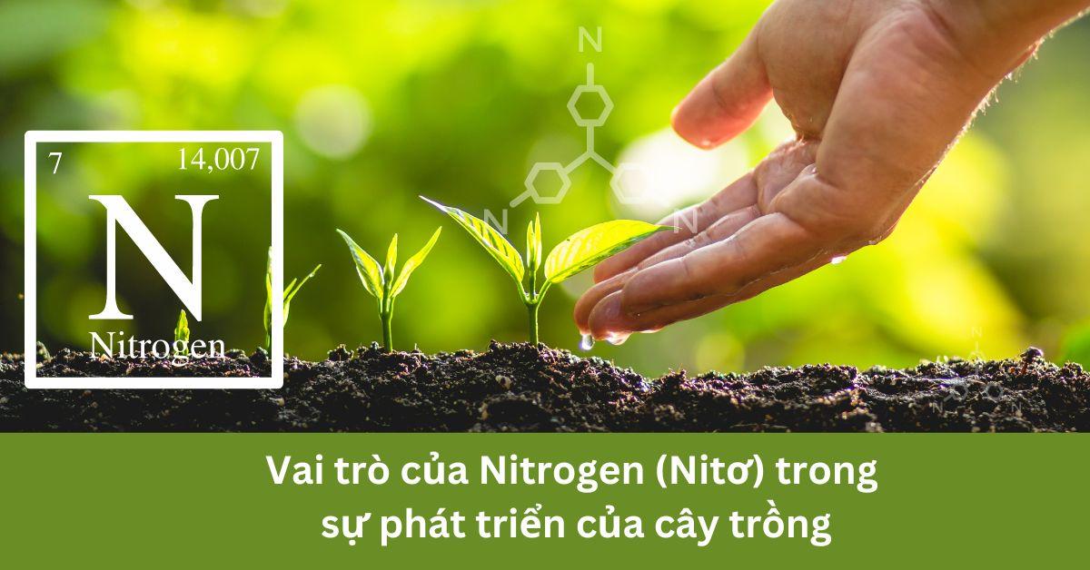 Cây xanh phát triển khỏe mạnh nhờ vai trò của kali đối với thực vật, biểu tượng của sự sống