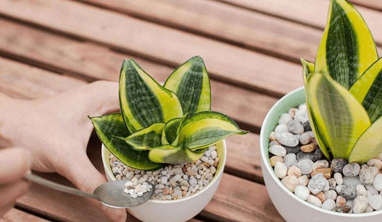 Vị trí đặt cây lưỡi hổ trong nhà để cây phát triển tốt và mang lại nhiều lợi ích phong thủy