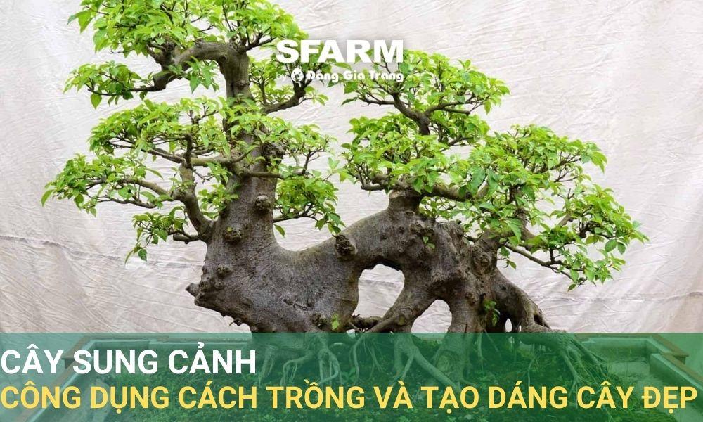 Cây sung đẹp tượng trưng cho sự sung túc, may mắn trong văn hóa Việt Nam
