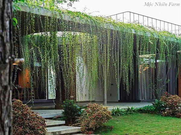 Ý nghĩa hoa cúc Tana trên cánh đồng xanh mướt dưới ánh nắng