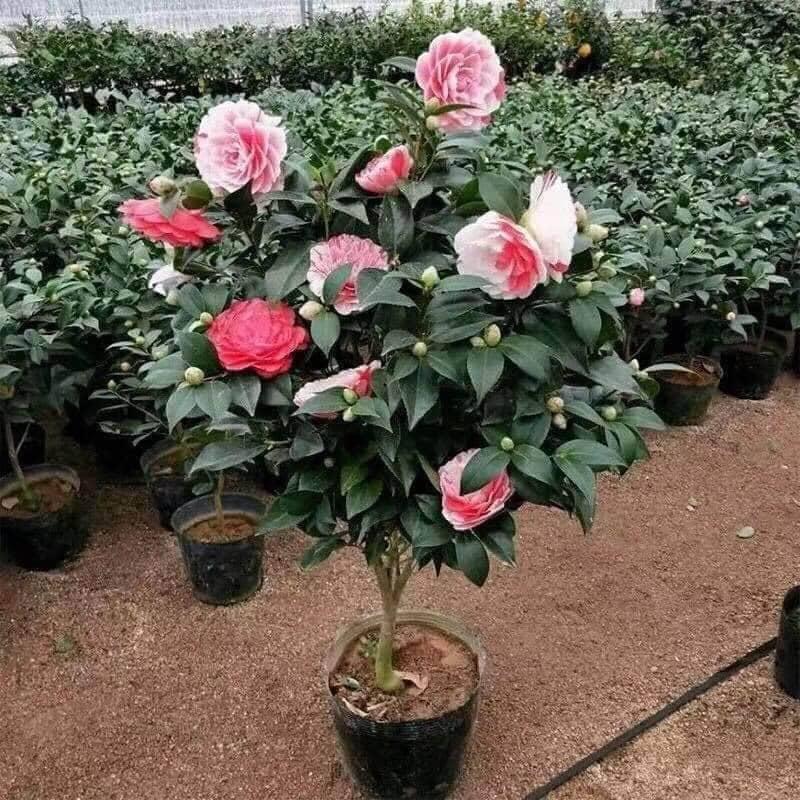 Ý nghĩa hoa trà my và vẻ đẹp thanh lịch của từng cánh hoa