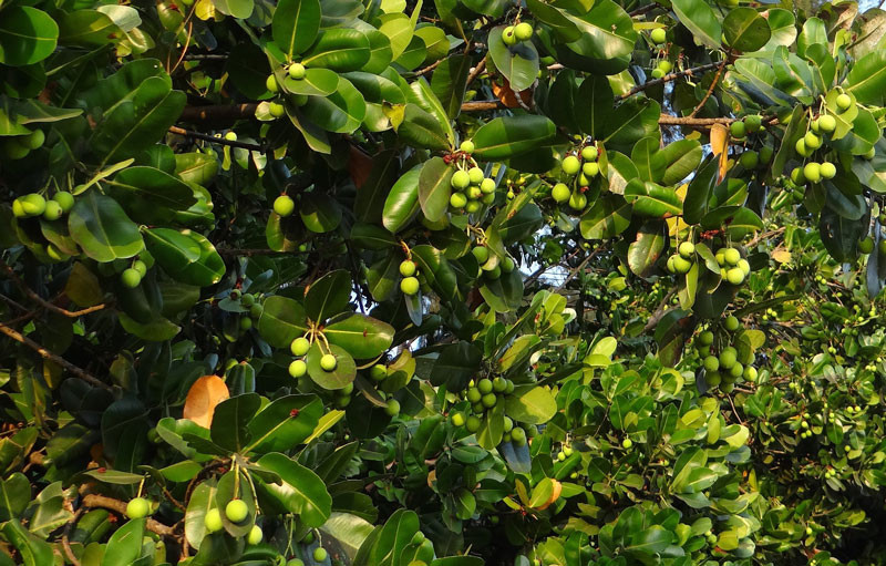 Cây mù u trưởng thành với tán lá xanh mướt, phát triển mạnh mẽ trong điều kiện khí hậu nhiệt đới