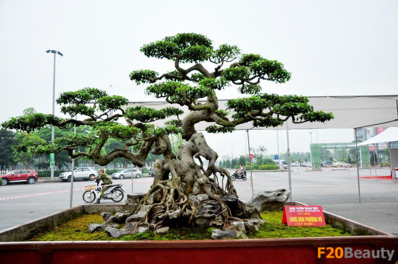 Thế Long Đàn Phượng Vũ