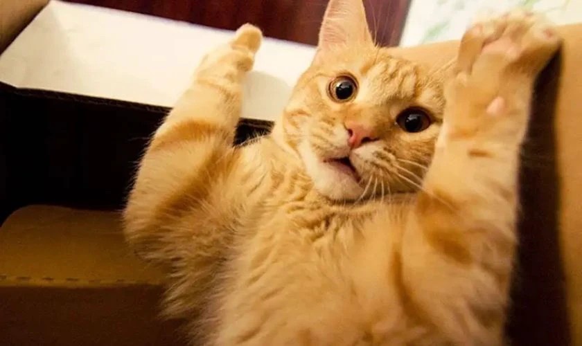 Meme chú chó ngơ ngác với biểu cảm "tôi là ai, đây là đâu"