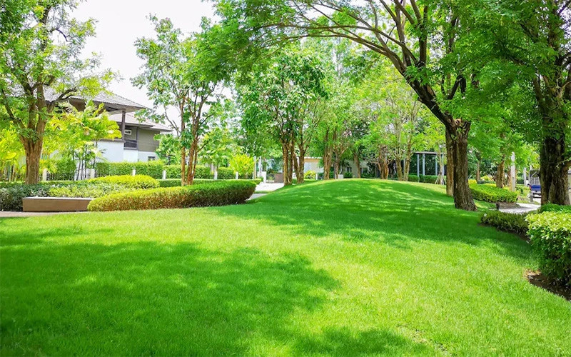 Bãi cỏ xanh mướt cho sân vườn