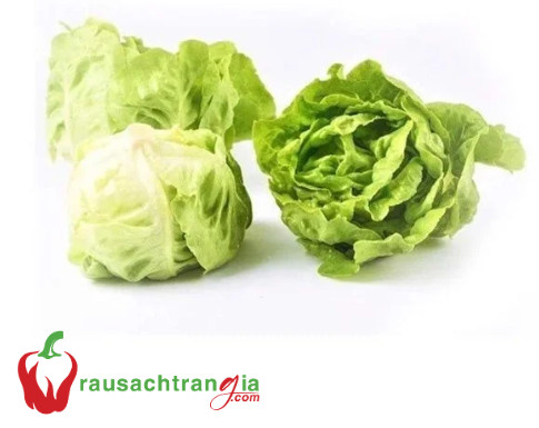 Rau xà lách búp Đà Lạt tươi xanh, lá dày mướt, biểu tượng của nông sản sạch Đà Lạt