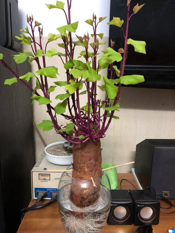 Một củ khoai lang đang nảy mầm rễ và chồi xanh tươi khi được trồng trong nước, đặt trong một bình thủy tinh trong suốt.