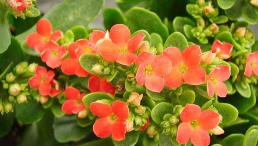 Cây cảnh lọc không khí hiệu quả: Cây sống đời mang lại không gian xanh mát cho ngôi nhà