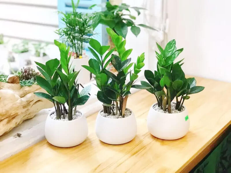 Cây kim tiền với đặc điểm mọc thành khóm, biểu tượng của sự sinh sôi, nảy nở