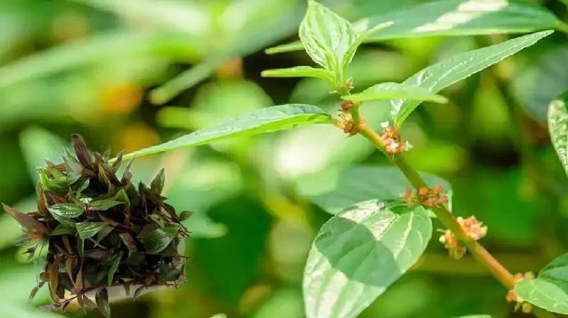 Cây thuốc dòi thân thảo với lá xanh và hoa nhỏ, sẵn sàng thu hoạch làm dược liệu
