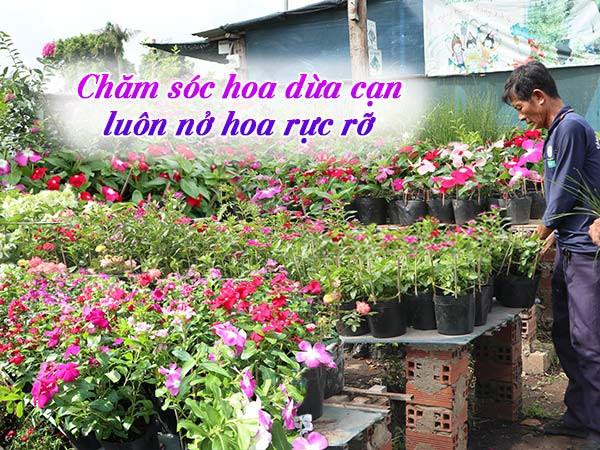 Hoa dừa cạn nhiều màu sắc rực rỡ