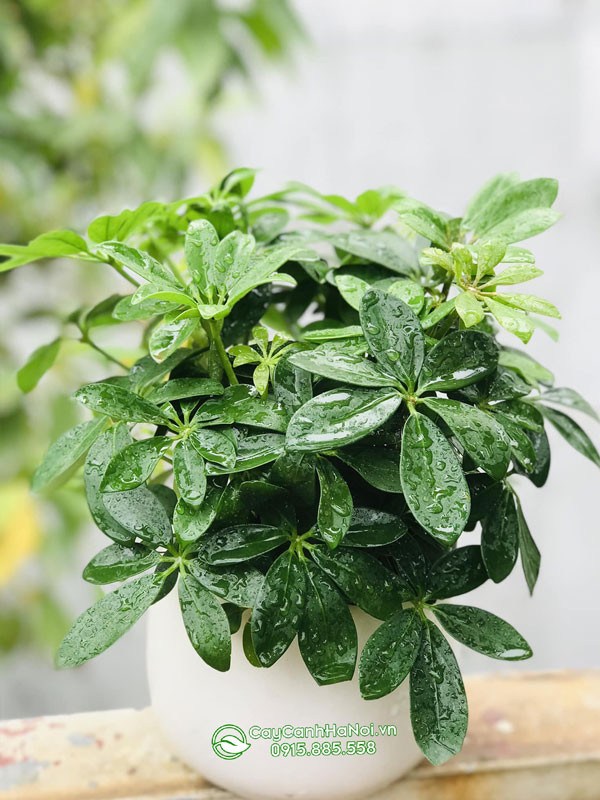 Ngũ gia bì gốc to dạng bonsai để bàn đẹp
