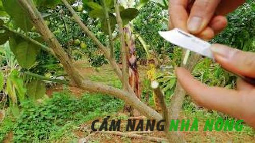 Kỹ thuật ghép cành cho cây ăn quả, hình ảnh minh họa quá trình ghép