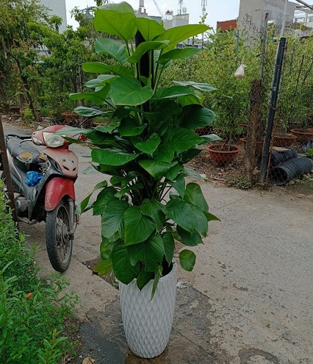 Cây trầu bà leo cột với lá xanh bóng mượt, trồng trong chậu sứ trắng tạo điểm nhấn cho không gian nội thất.