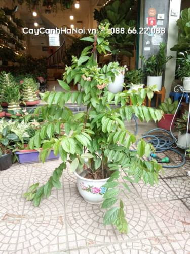 Giàn hoa Sử Quân Tử với hoa nở rực rỡ và lá xanh tươi