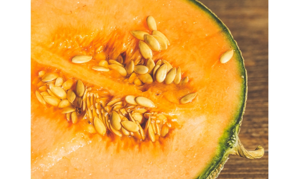 Hạt giống dưa lưới F2 có sức đề kháng kém hơn F1