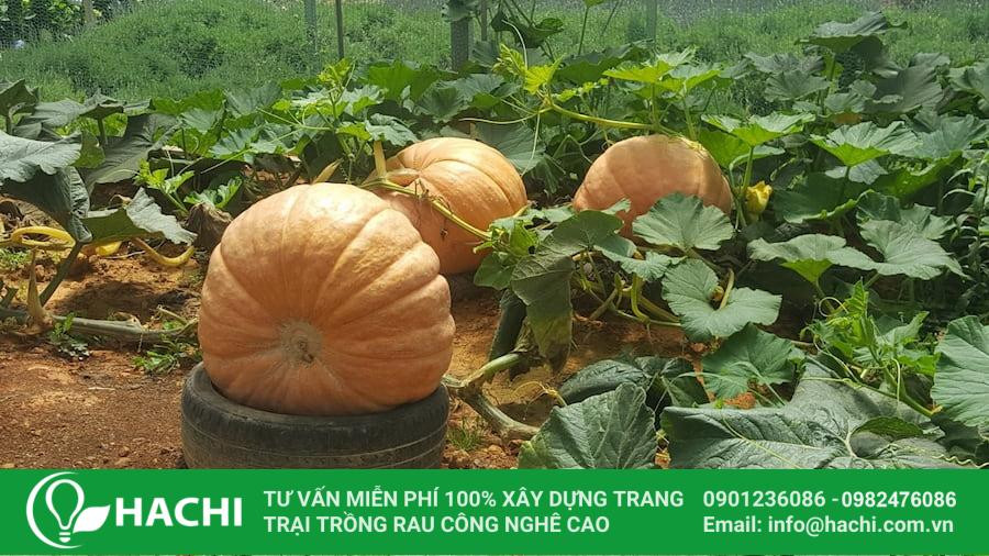 Trồng bí vào tháng 3 ở miền Bắc