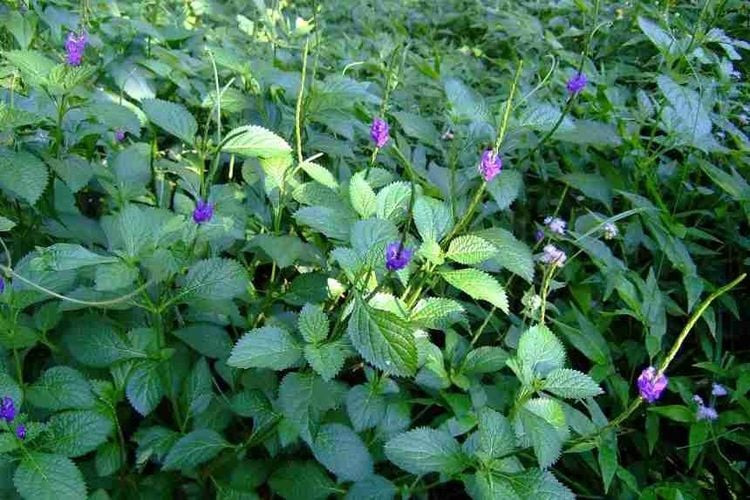 Cây đuôi chuột (Stachytarpheta jamaicensis) với hoa tím đặc trưng, một loại thảo dược quý được nhiều người tìm kiếm công dụng chữa bệnh.