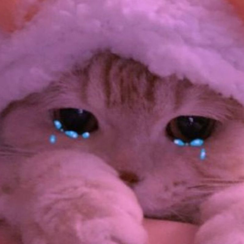 Meme mèo khóc cute với đôi mắt to tròn, buồn bã