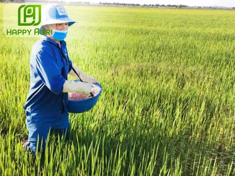 Ruộng lúa được bón phân kali phát triển xanh tốt, bông lúa chắc hạt