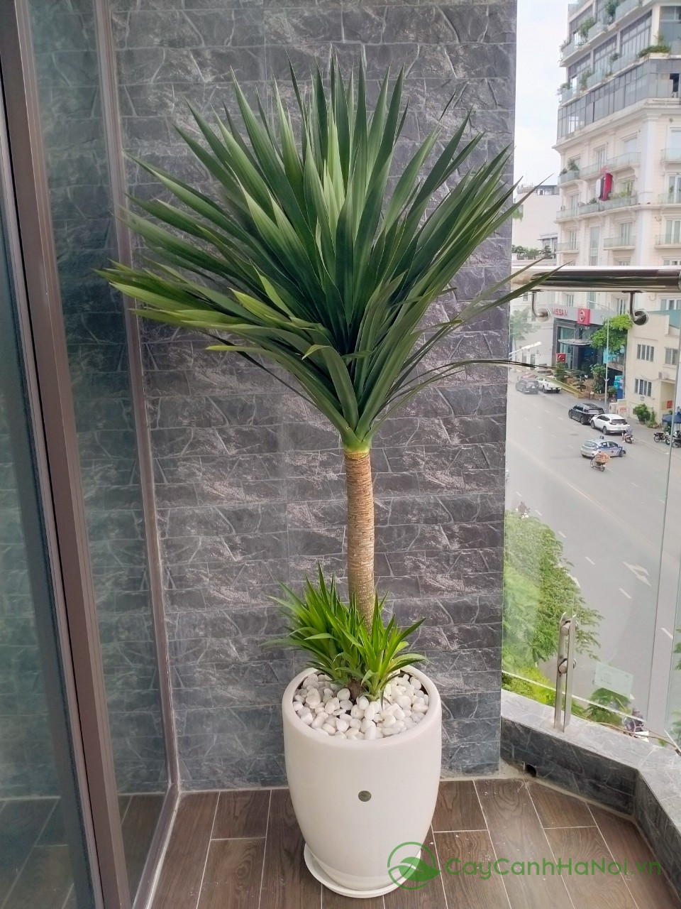 Cây phát tài núi có khả năng chịu sáng gián tiếp và hạn tốt, thích hợp trồng trong nhà hoặc văn phòng