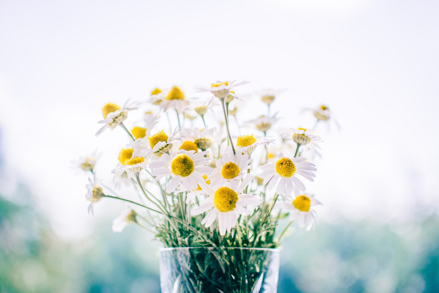 Hoa cúc chamomile trắng tinh khôi nở rộ dưới ánh nắng