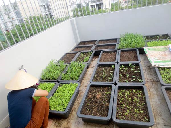 Vườn rau sạch trên ban công