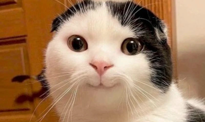 Hình đại diện Full HD, miễn phí, phù hợp làm avatar meme chất lượng cao