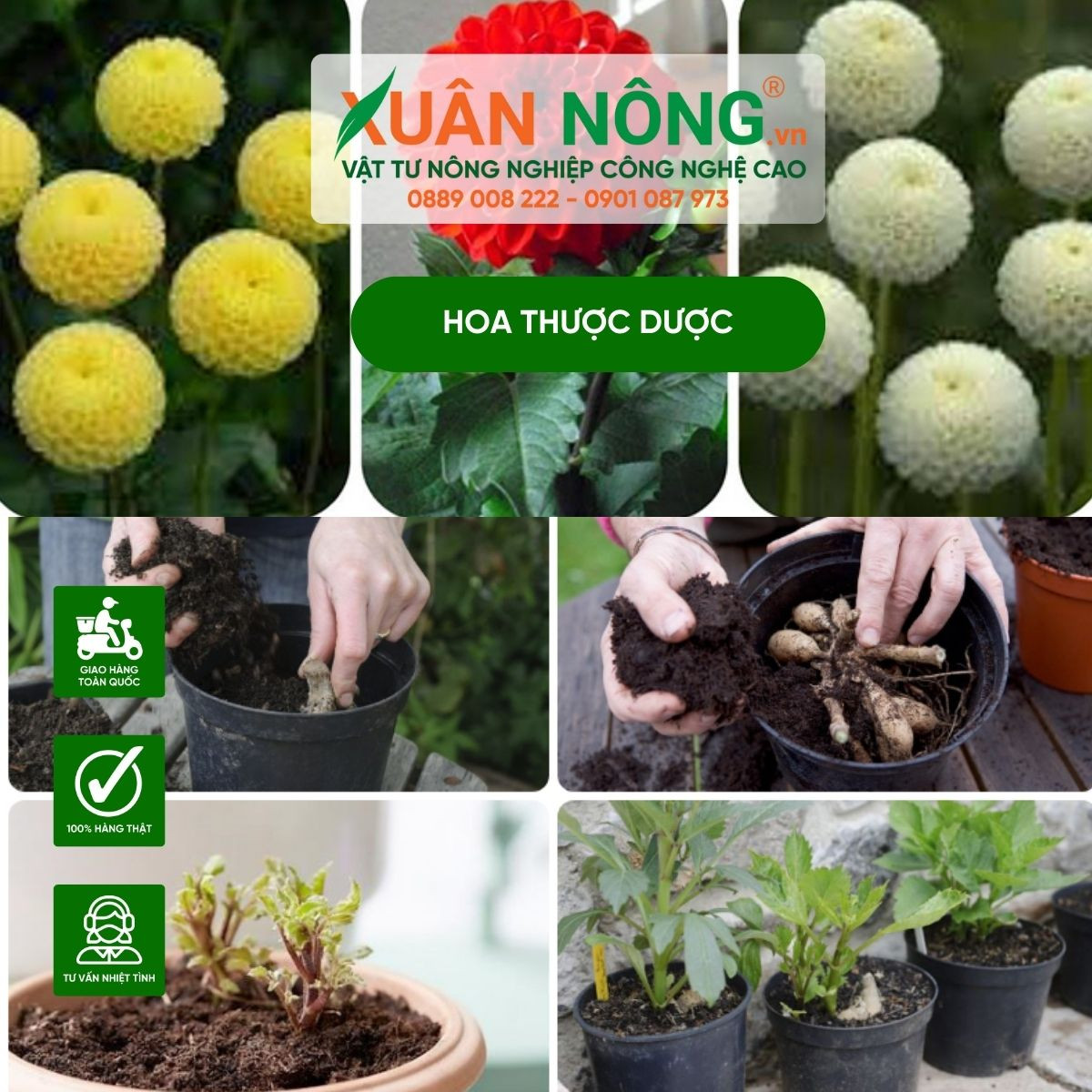 Các bước trồng củ thược dược trong chậu