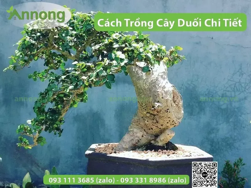 Cây duối cảnh với thân cổ thụ và tán lá sum suê
