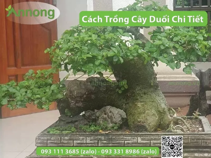 Cây duối bonsai được tạo dáng nghệ thuật trưng bày
