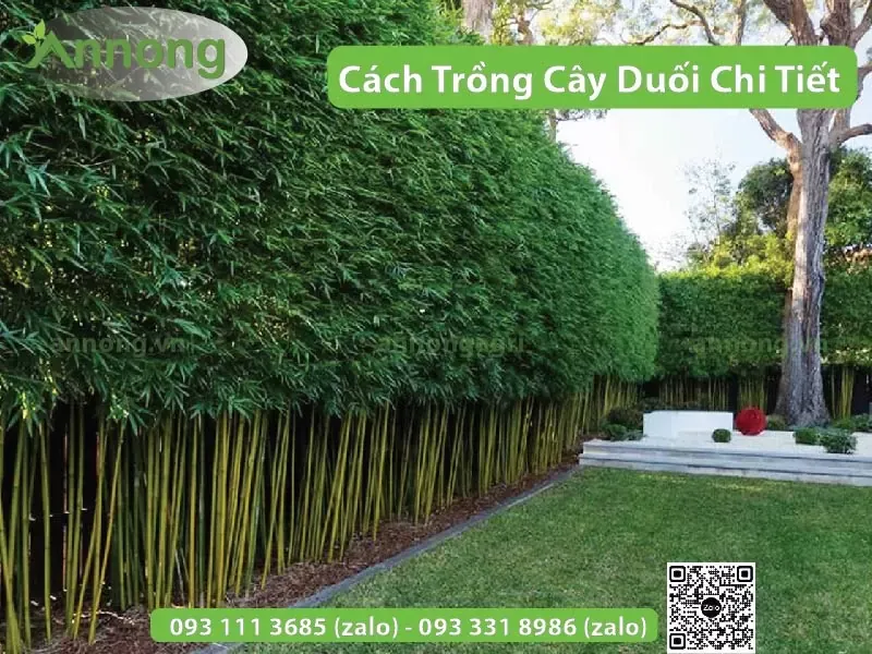 Hàng rào tự nhiên được tạo từ cây duối xanh tốt