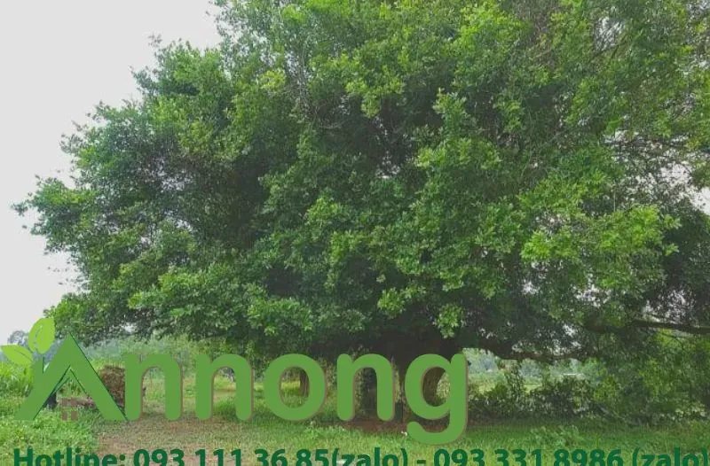 Chăm sóc cây duối mới trồng đúng cách để cây phát triển