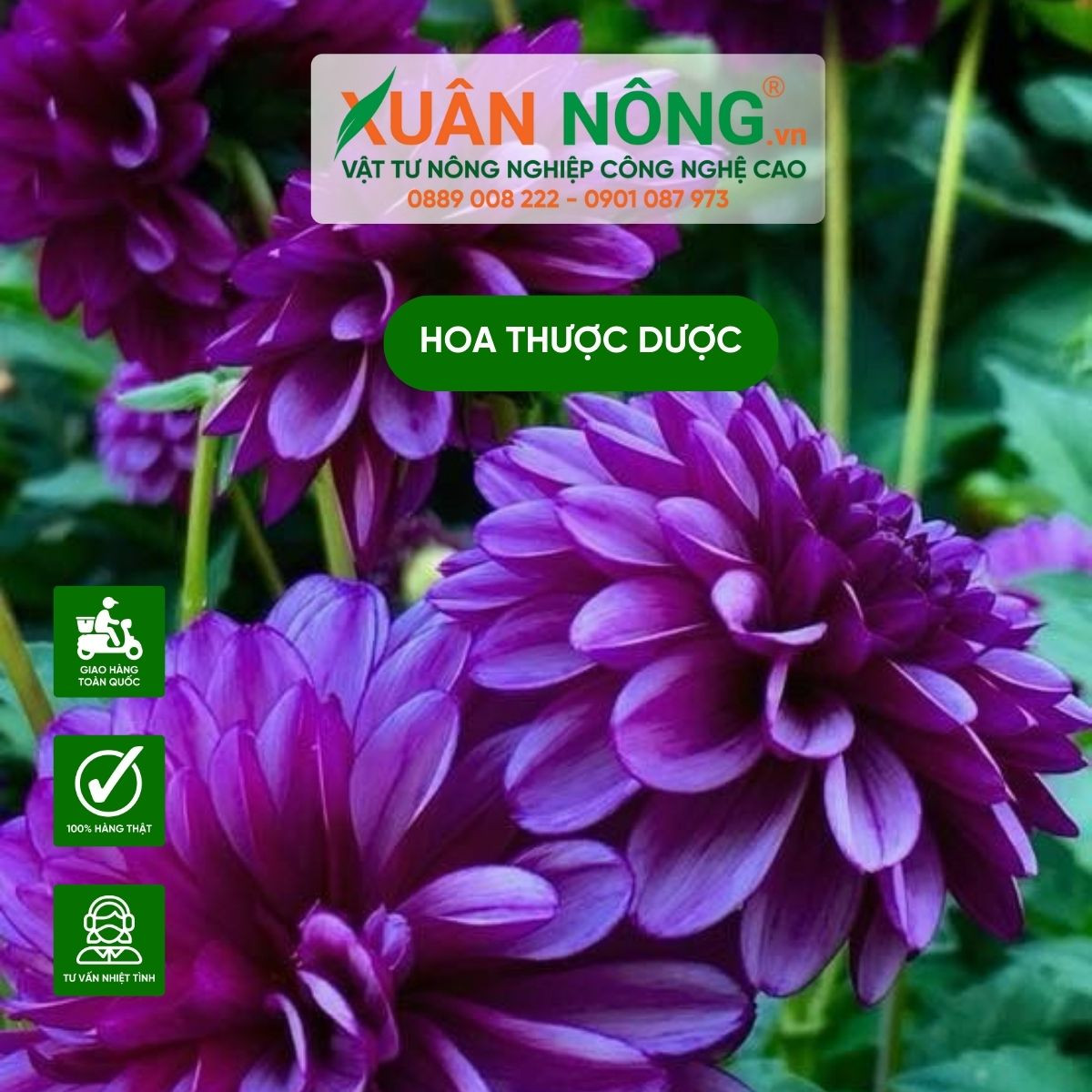 Kỹ thuật trồng củ hoa thược dược xuống đất
