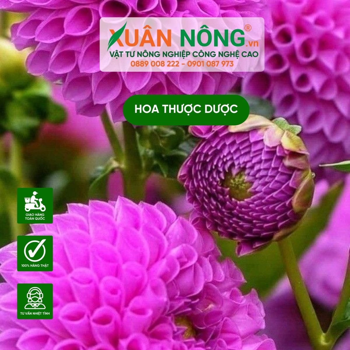 Người làm vườn đang kiểm tra lá hoa thược dược để chăm sóc
