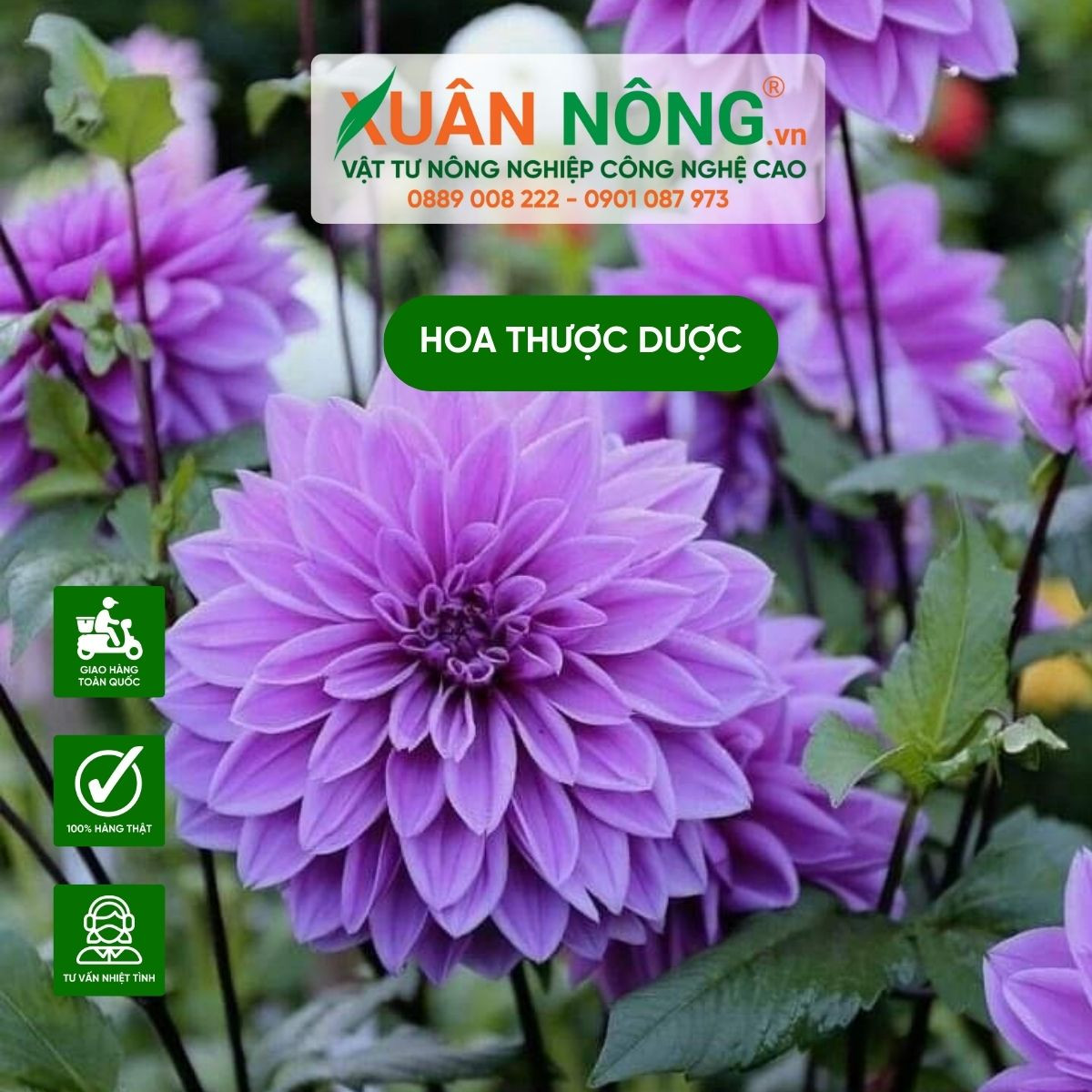 Cận cảnh bông hoa thược dược kép nhiều lớp cánh rực rỡ