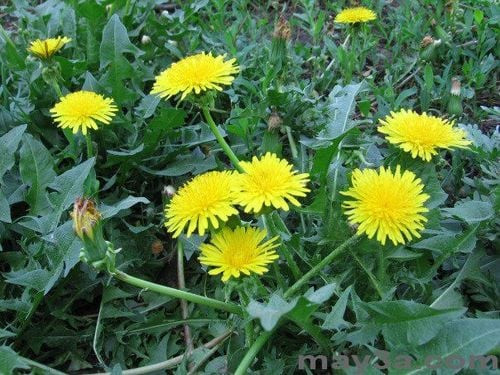 Cây Bồ Công Anh với hoa vàng và lá xẻ thùy, một vị thuốc quý trong Đông y
